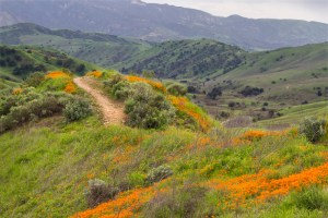 Rolling green hills with trail and orange flowers