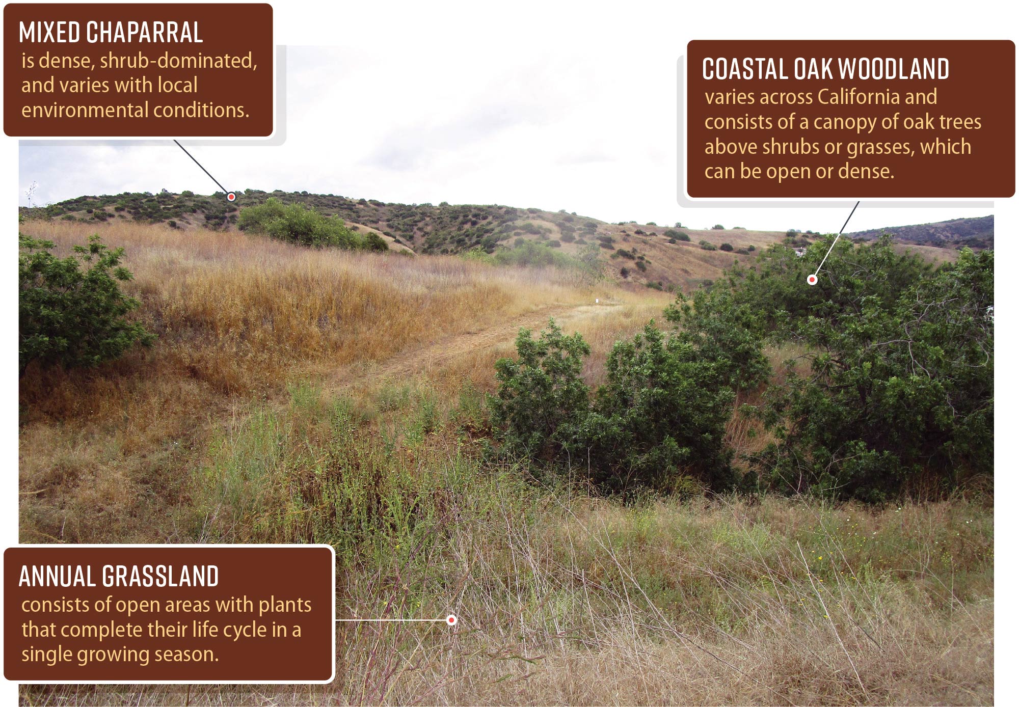 An annotated photo of Chino Hills State Park that depicts and describes three different types of plant communities found in the park.