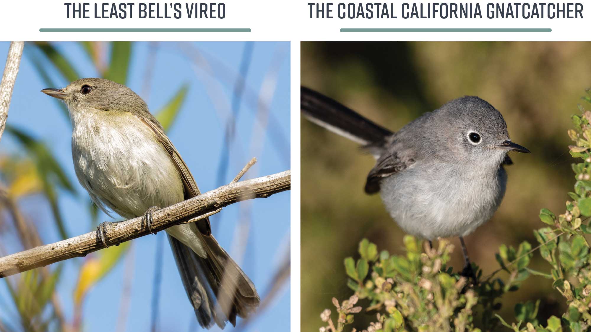 Two images of protected birds that inhabit the park.