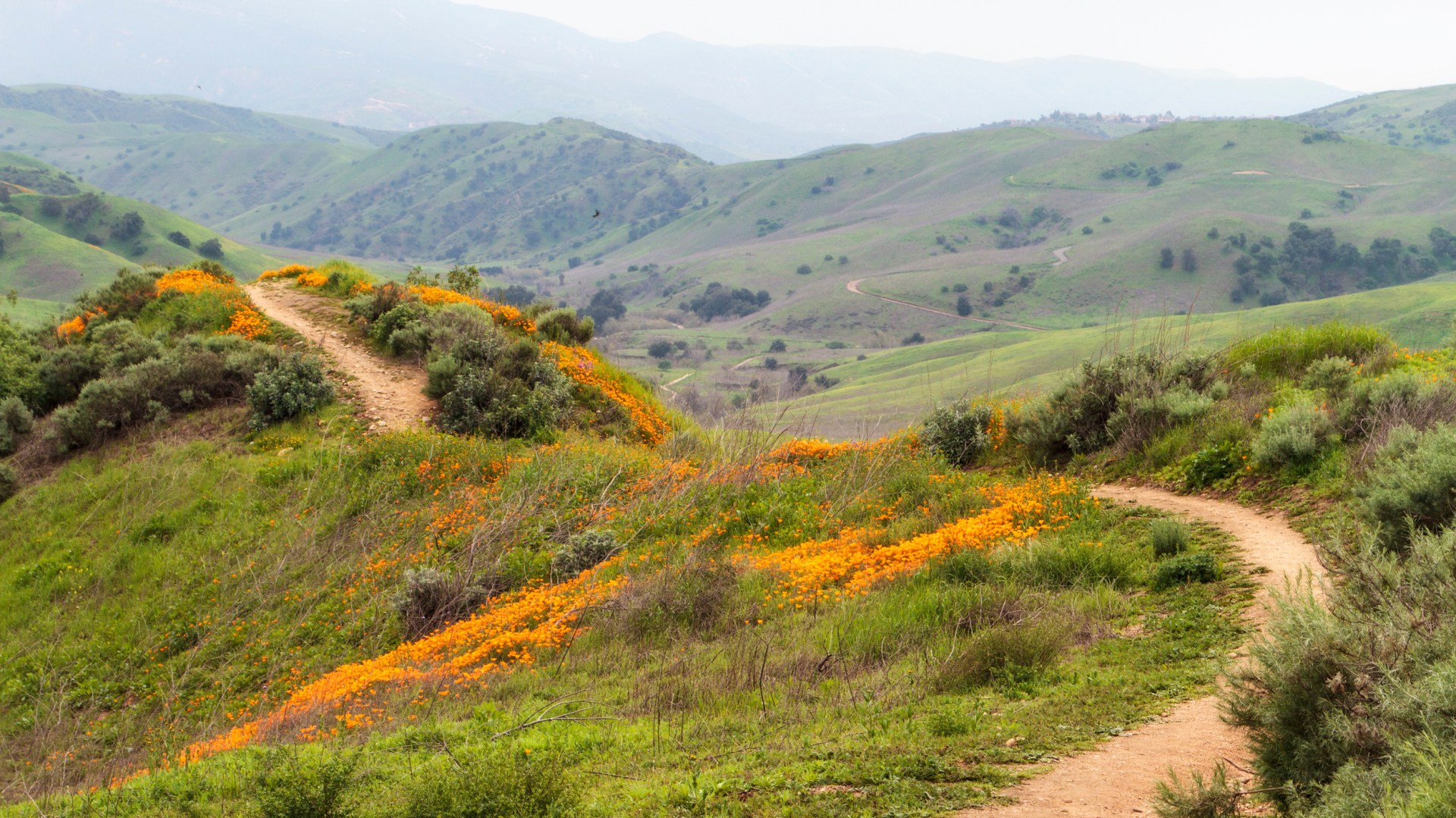 Rolling hills and vegetation of Chino Hills State Park