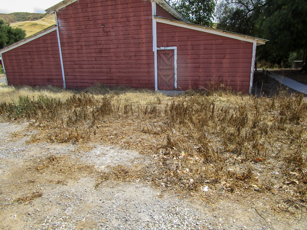 Photo 14 features the side of the red barn. It shows that the barn is now surrounded by dry, yellow grass and shrubbery, with the shrubbery being much shorter in the area closest to the barn.