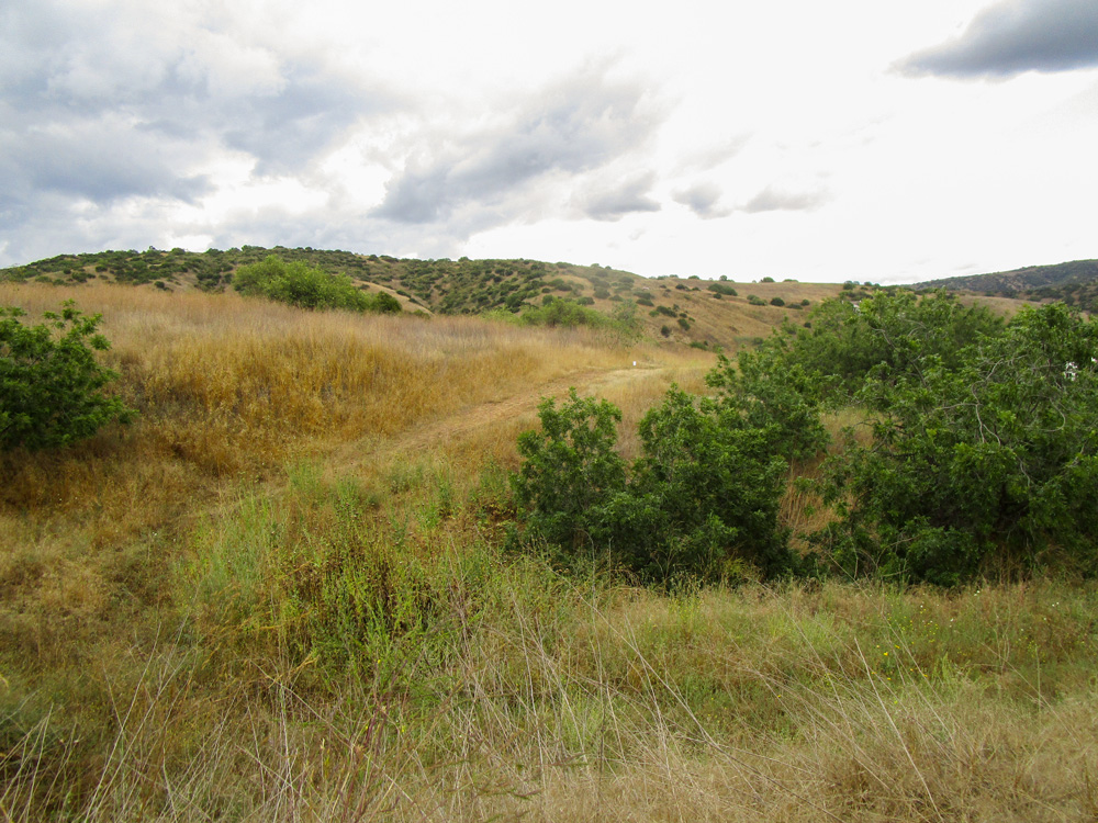 Photo 15 features a hillside covered in mostly yellow, dry looking grass and shrubbery. There are some green bushes in the area. There is a trail-like, dirt path cutting through the hillside.