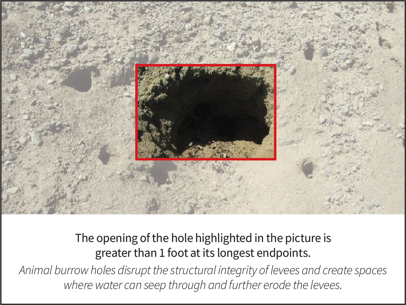 A large animal hole, greater than one foot in diameter, is surrounded by at least nine other smaller holes.