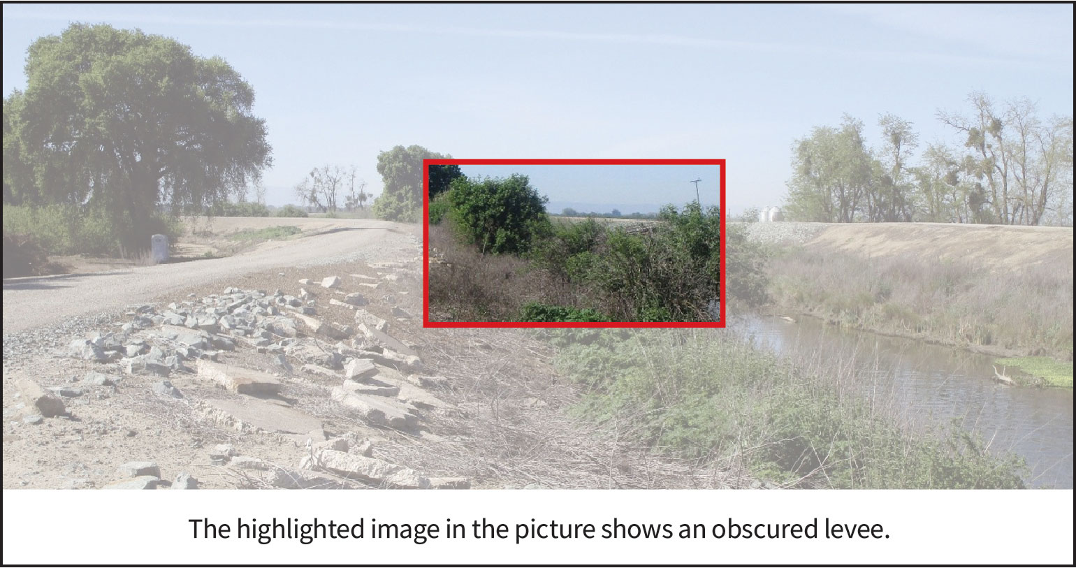 Large shrubs and other vegetation growing densely on a levee from where it meets water to its crown such that it is impossible to see animal holes.